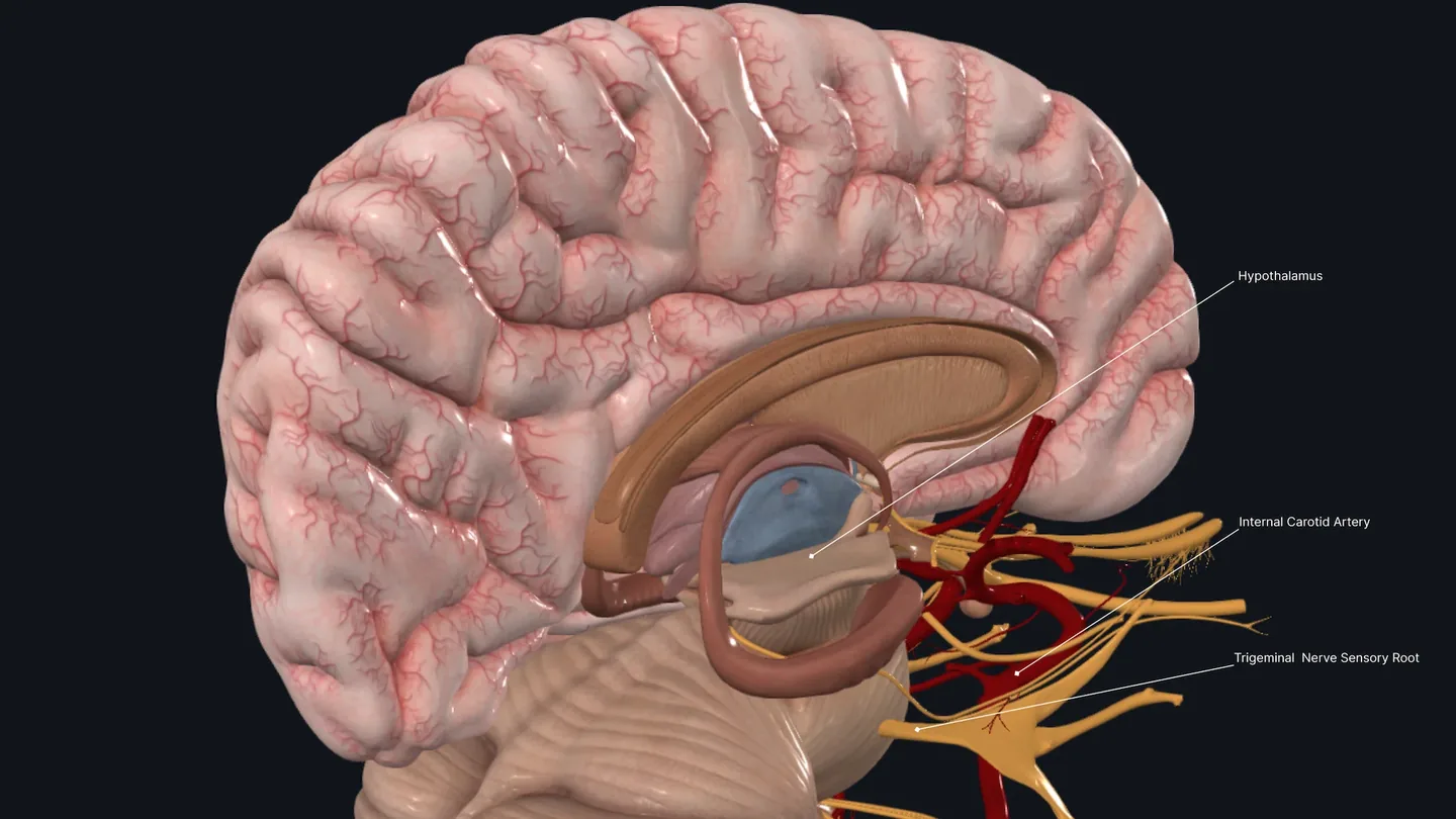 Anatomical illustration showing the trigeminal nerve and internal carotid artery